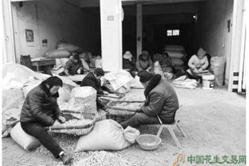 選對花生種帶富一大片 ()
