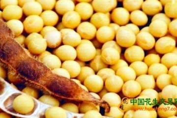短期內(nèi)大豆價(jià)格恐難上漲 ()