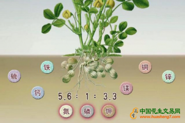 如何花生提高產(chǎn)量？科學(xué)施肥是關(guān)鍵 ()