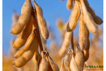大豆補貼提高，種植慣性難掉頭？ ()