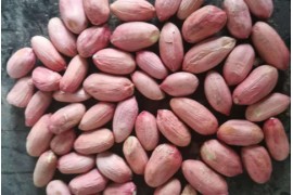 新鄉花生米、花生米價格、延津清坡糧站