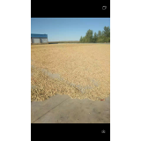 四粒紅，花生果，