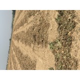 本人有大量花生自己種的五百畝花生