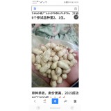 本公司常年供應(yīng)羅漢果種子