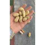 鮮花生大量出貨