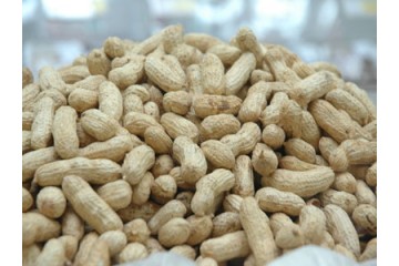 花生市場購銷兩淡 能否新添變數？ ()