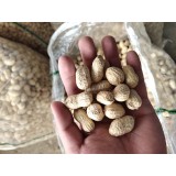 大量出售優質花生果