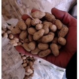 花生種子果（手檢羅漢果）