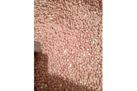 南沙港新到塞內加爾花生米73精品油米