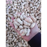 洮南市花生再有十天左右陸續上市