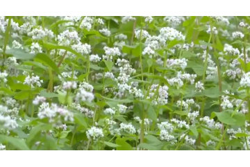 甘肅華亭：蕎麥花開 美了環(huán)境富了農(nóng) ()