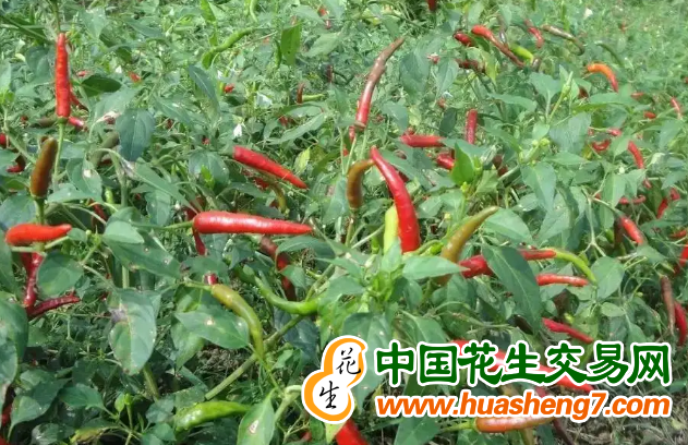 圖片3