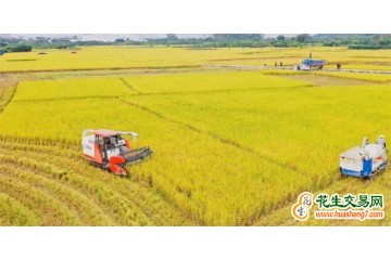 云南昭通：生態(tài)米香 “豐”景獨(dú)好 ()