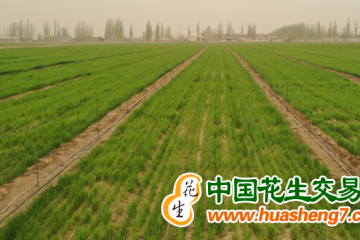 山東：鹽堿地上30個(gè)冬小麥品種展開(kāi)競(jìng)賽 ()