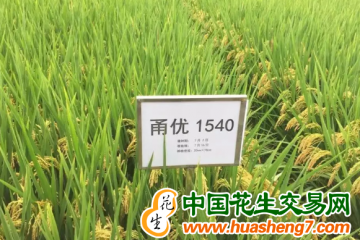 重慶：?jiǎn)?dòng)選育“全能”低損水稻品種 ()