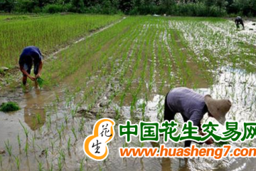 廣西：早稻種子市場(chǎng)供應(yīng)達(dá)2617.7萬(wàn)公斤 ()