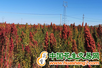 天津靜海區(qū)：藜麥特色種植 拓寬農(nóng)民增收路 ()