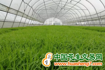 湖南永州：零陵區(qū)新增4.2萬(wàn)平方米育秧大棚 ()