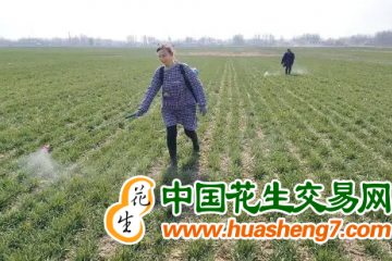 安徽：加強(qiáng)春季小麥田間管理 ()