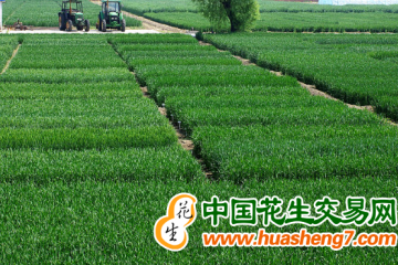 北京：抓好麥田管理 促進增產增收 ()