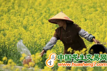 廣西：菜花變綠肥 農田增效益 ()
