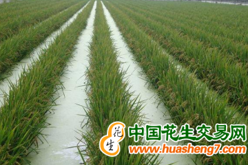 湖北：稻漁綜合種養居全國第一 ()