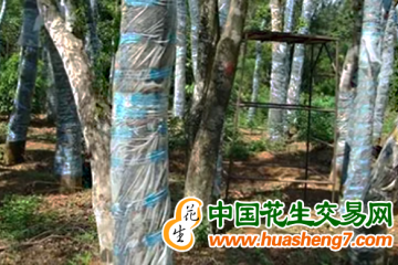 海南儋州：南豐鎮首批沉香樹收香 ()