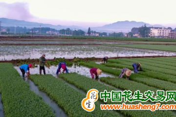 福建福州：多地搶抓農時 春耕春收兩頭忙 ()