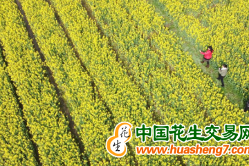 安徽：油菜擴種增效益 ()