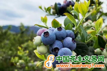 云南景東：1萬余畝藍莓陸續成熟上市 ()