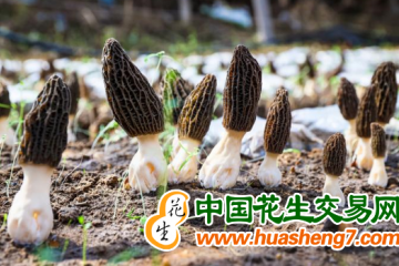 北京：羊肚菌豐收 拓寬農民增收渠道 ()