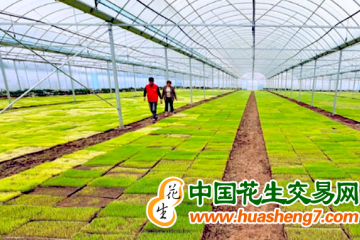 湖南：早稻集中育秧進度超九成 ()