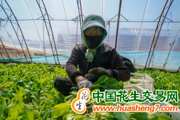 吉林遼源：棚膜經濟撐起農民“錢袋子” ()