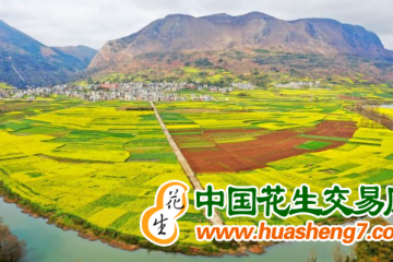 云南曲靖：百萬畝油菜開鐮收割 ()