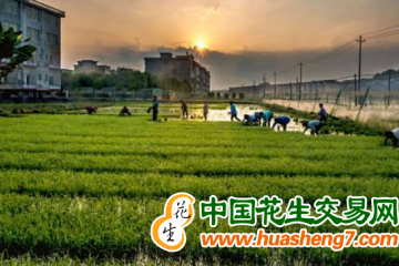 江西：早稻栽插已完成1800萬畝目標任務 ()