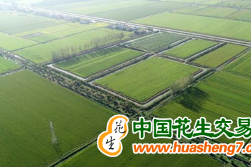 江蘇淮安洪澤區(qū)：“三抓”打造優(yōu)質稻米產(chǎn)業(yè)集群 ()