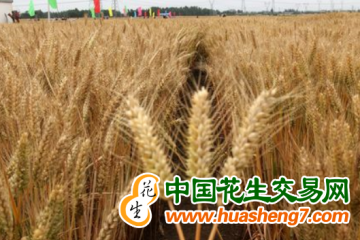 山東：啟動小麥新品種區(qū)域試驗與展示示范開放活動 ()