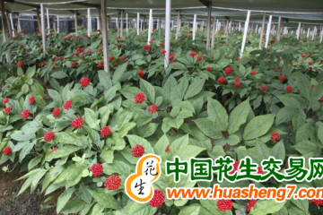 吉林延邊：人參產(chǎn)業(yè)總產(chǎn)值突破百億元 ()
