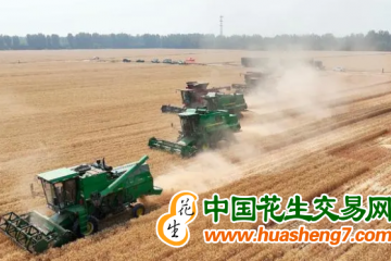 北京通州區(qū)：7.9萬畝小麥迎來收獲季 ()