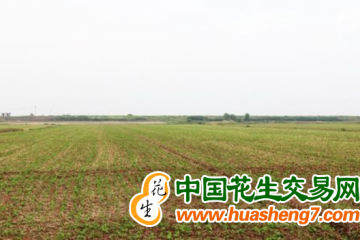 安徽淮南：夏種工作任務(wù)已全面完成 ()