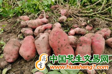 青薯成全國多地農(nóng)民致富金豆豆 ()