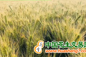 新冬60號(hào)”再創(chuàng)南疆早熟冬小麥高產(chǎn)紀(jì)錄 ()