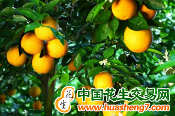 湖南江永：水果產(chǎn)業(yè)成富民新出路 ()