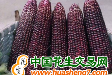 上海奉賢：好品種好技術(shù)造就“金獎(jiǎng)玉米” ()