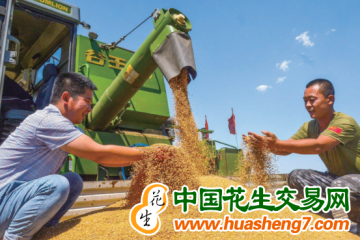 安徽：今年夏糧總產(chǎn)量348.16億斤 ()