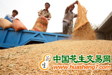 河北：夏糧收購進(jìn)度已過五成 ()