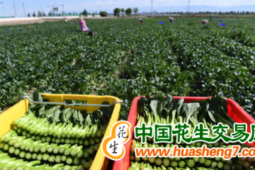 甘肅張掖：六大特色產(chǎn)業(yè)為美麗鄉(xiāng)村賦能 ()