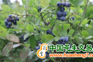 吉林靖宇：長白山寒地藍莓節開幕 ()