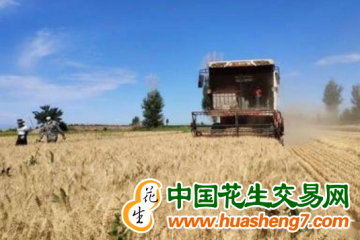 江蘇鎮江：夏糧再獲豐收 ()