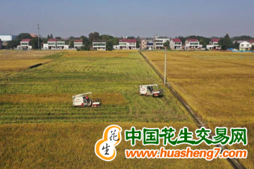 湖南：1816萬畝早稻喜獲豐收 ()